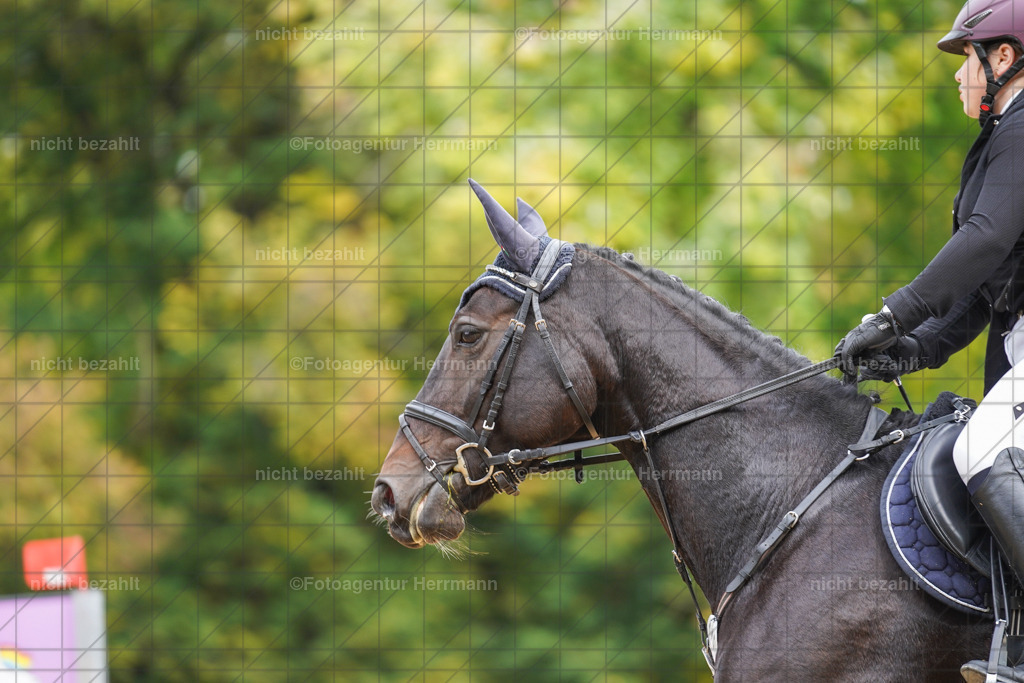 20221009-FAH08743 | Diessen am Ammersee, 2022, Dressur- und Springturnier, Reitsportbilder, Turnierfotografen Bayern, Pferdefotografen, Fotoagentur Herrmann, Turnierbilder