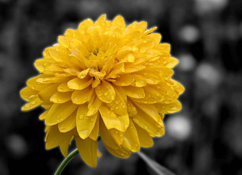 Staudensonnenblume01-260818 | greenwatching-with-luci - Realisiert mit Pictrs.com