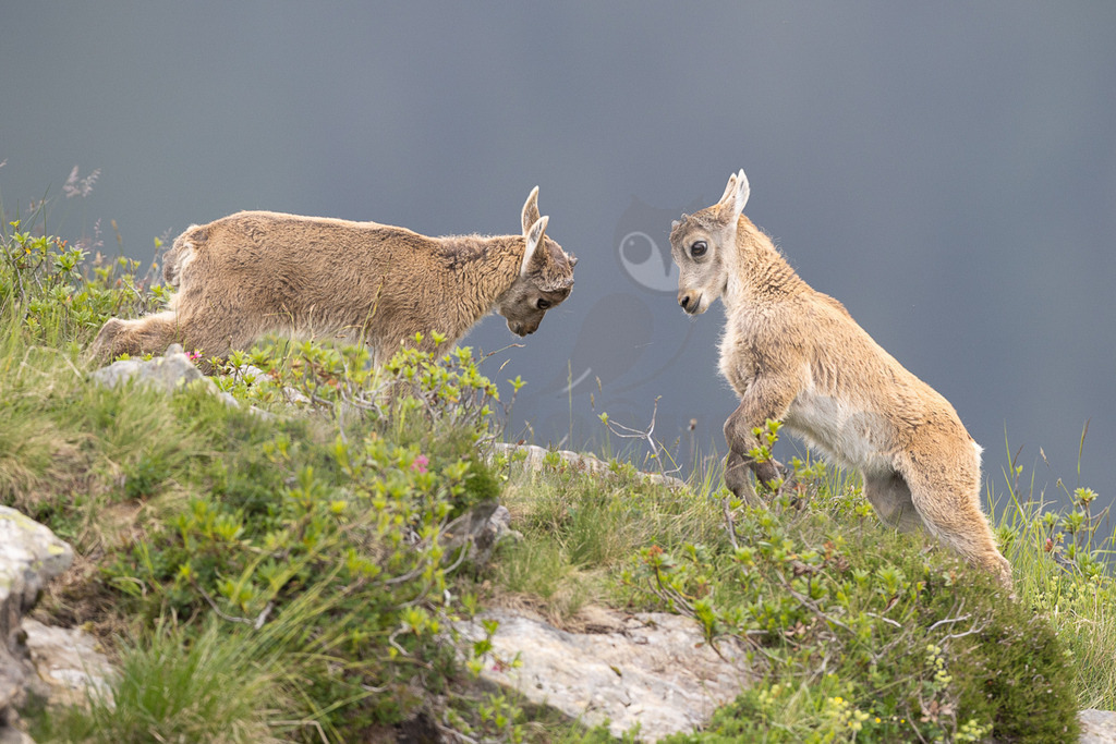 R6NF1611_20250707 | Zwei junge Steinböcke (Capra ibex) sind auf einem felsigen, grasbewachsenen Berghang zu sehen. Einer der Jungtiere ist in einer geduckten, sprungbereiten Haltung und blickt auf den anderen. Der zweite Steinbock steht auf den Hinterbeinen und schaut dem ersten entgegen. Die Szene wirkt wie ein spielerischer Kampf oder eine Interaktion zwischen den beiden Tieren. Der Hintergrund ist unscharf und zeigt eine graublaue Berglandschaft. - Realisiert mit Pictrs.com