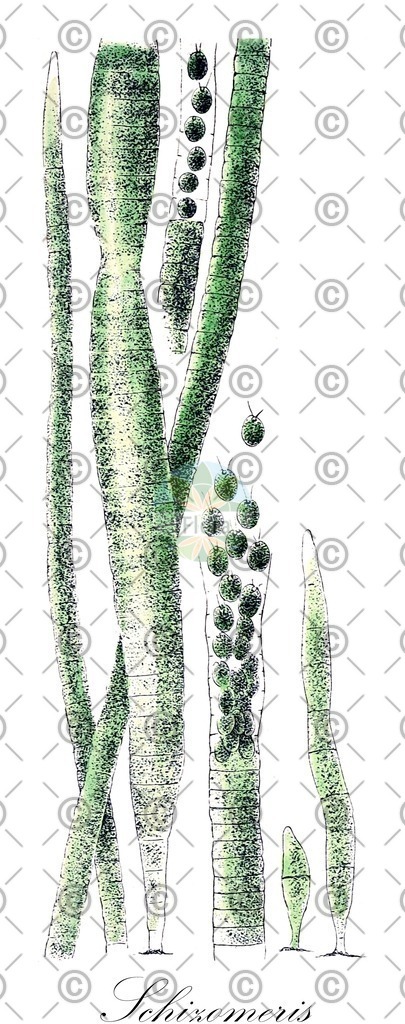 HistAbb_wfo-0001217264_1_ENZY_Simple | Historische Abbildung von Schizomeris - Schizomeridaceae (0) | Historical Illustration of Schizomeris - Schizomeridaceae (0)