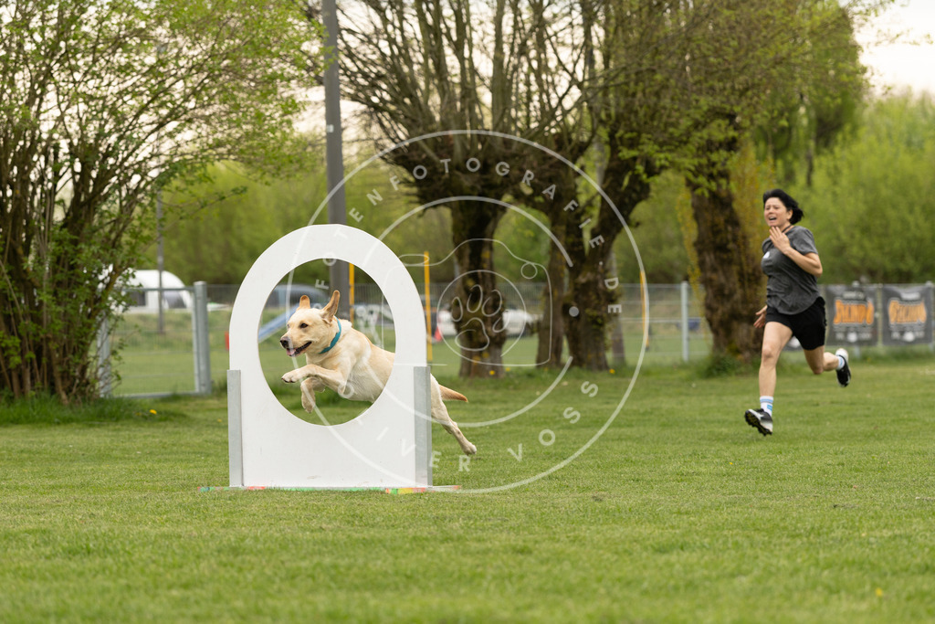 Pfotenfotografie_DV3A9338 | Hundefotografie, Tierfotograf, Pfotenfotografie, Fotoshooting Hund, Hunde Portrait, Hundesport, Hundeportraits, Heideshooting, Hunde, Sportfotograf, Hundefotograf, Turnierhundsport, THS,  - Realisiert mit Pictrs.com
