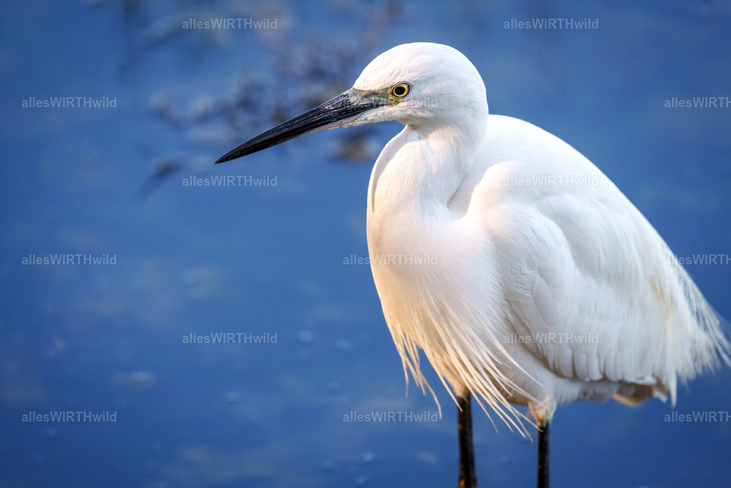 Daniel Wirth - www.allesWIRTHwild.de -7IV02072 | Entdecke die faszinierende Welt der Natur- und Wildlife-Fotografie von Daniel und Bärbel. Inspirierende Bilder von wilden Tieren und kleinen Naturwundern.