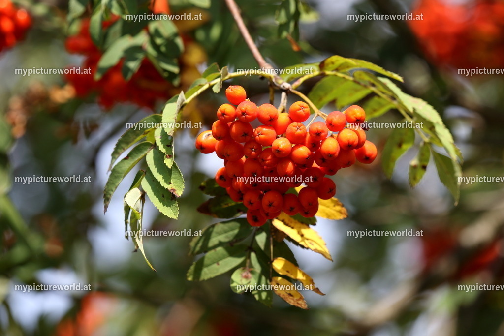 Vogelbeere-016 | Das Bilderarchiv über Tiere, Planzen und Landschaften. In der Bilddatenbank finden Sie ein große Auswahl an hochwertigen Bilder für Ihre Werbung - Realized with Pictrs.com