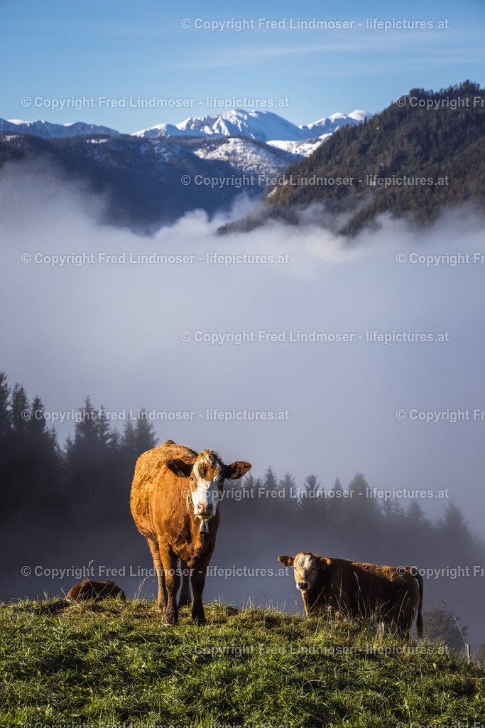 Kühe | Fotos und Fotoprodukte - Realisiert mit Pictrs.com