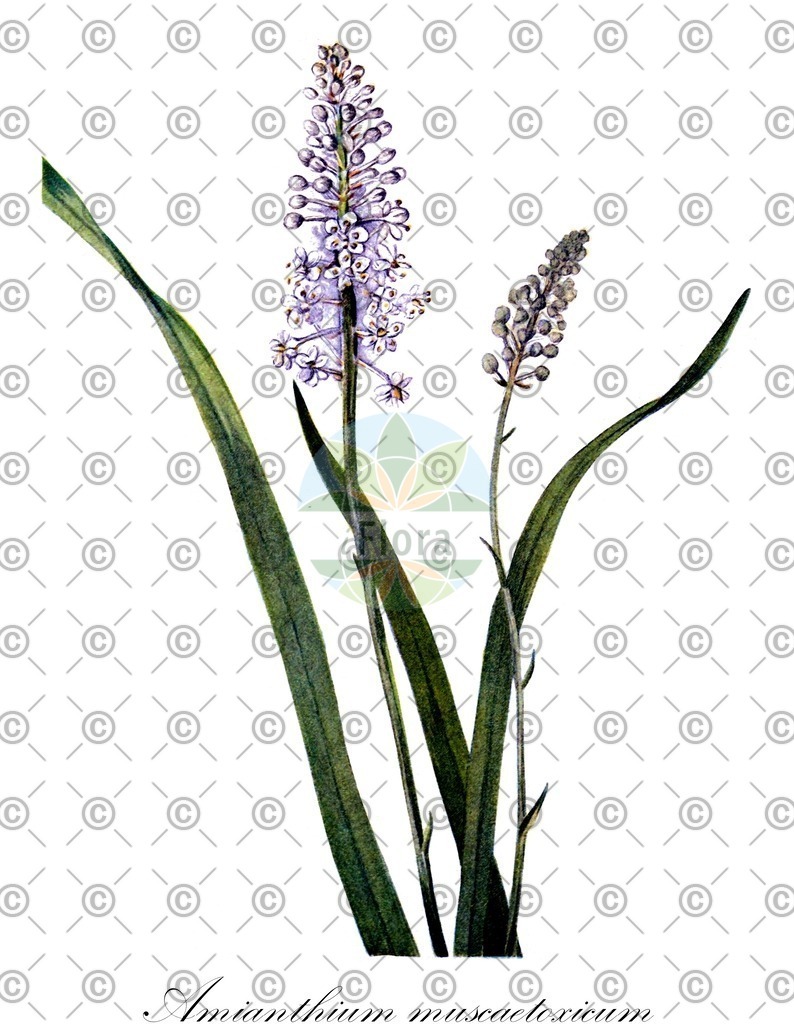 HistAbb_wfo-0000759920_2_ENZY_Simple | Historische Abbildung von Amianthium muscaetoxicum - Melanthiaceae | Historical Illustration of Amianthium muscaetoxicum - Melanthiaceae