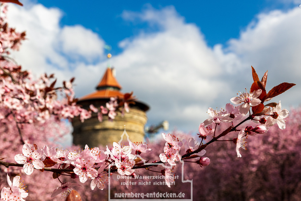 Kirschblüte in Nürnberg, 01.04.2025 | Ein blühender Zweig einer Zierkirsche vor dem verschwommenen Hintergrund des Laufertorturms. Die Aufnahme entstand zur Zeit der Kirschblüte im Frühjahr in der Nürnberger Innenstadt. - Realisiert mit Pictrs.com