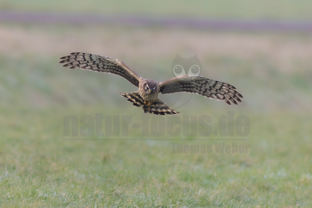 R6NF7126_20260125 | Eine weibliche Kornweihe (Circus cyaneus) ist im Flug über einer weiten, grünen Wiesenlandschaft zu sehen. Der Greifvogel hat seine Flügel weit ausgebreitet und blickt direkt nach vorne. Ihr Gefieder zeigt eine Mischung aus Braun- und Beigetönen mit dunkleren Streifen und Bändern auf den Flügeln und dem Schwanz. Der Hintergrund ist unscharf und besteht aus verschiedenen Grüntönen des Feldes. - Realisiert mit Pictrs.com