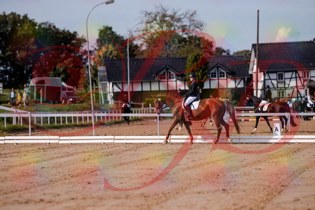 2026_10_03_Siefer-Hof_113957_Z81_82370379 | Professionelle Reitsport-, Turnier- und Eventfotografie von Robert Broda. Galerien mit ausgewählten und bearbeiteten Bildern direkt online ansehen und bestellen.