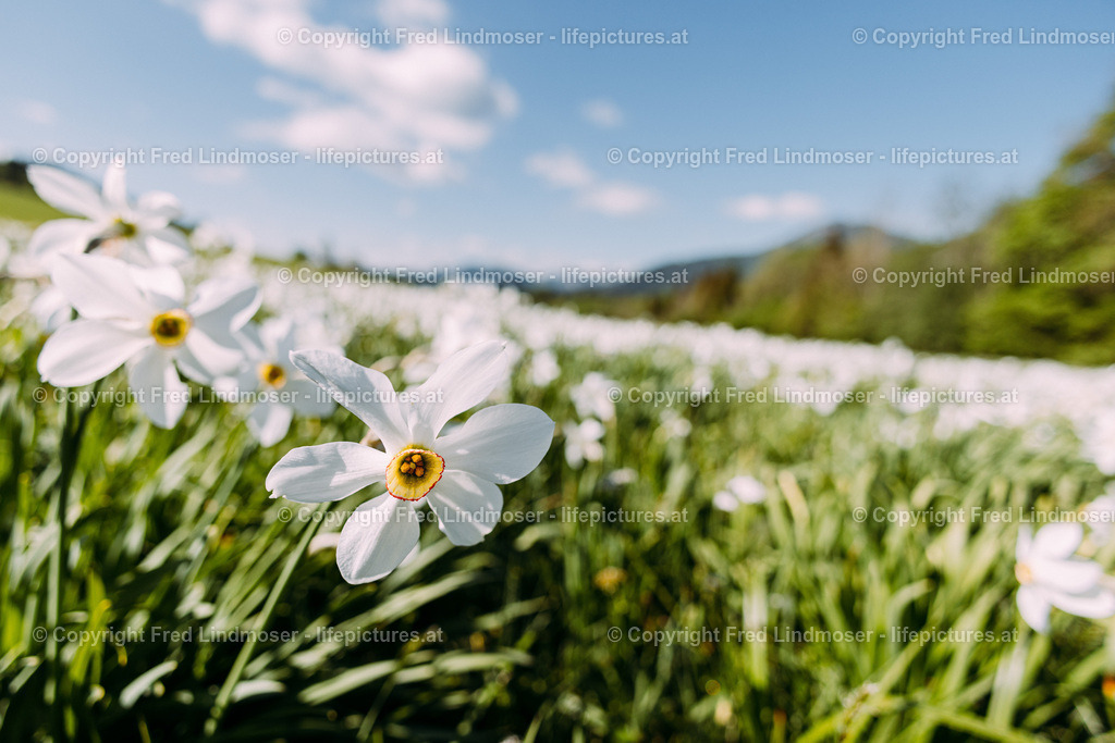 Narzissenbluete Mariazellerland 2022-7897 | Fotos und Fotoprodukte - Realisiert mit Pictrs.com