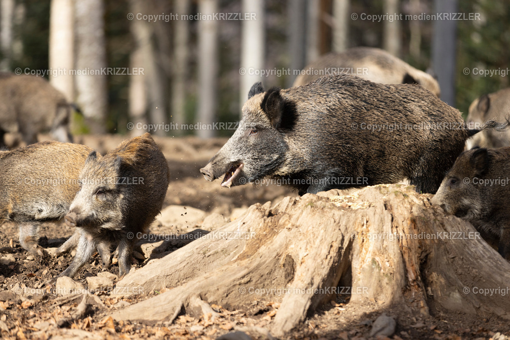 _J3A9146 | medienkrizzler - Realisiert mit Pictrs.com