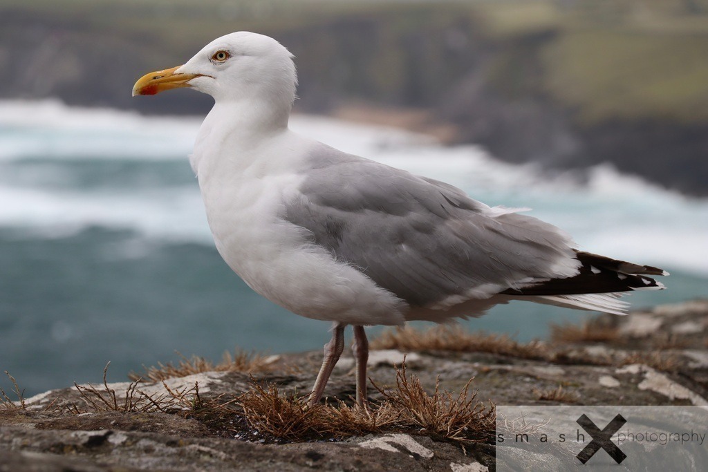 Elke, the Seagull 02 | Slea Head Drive (Ireland/Irland)