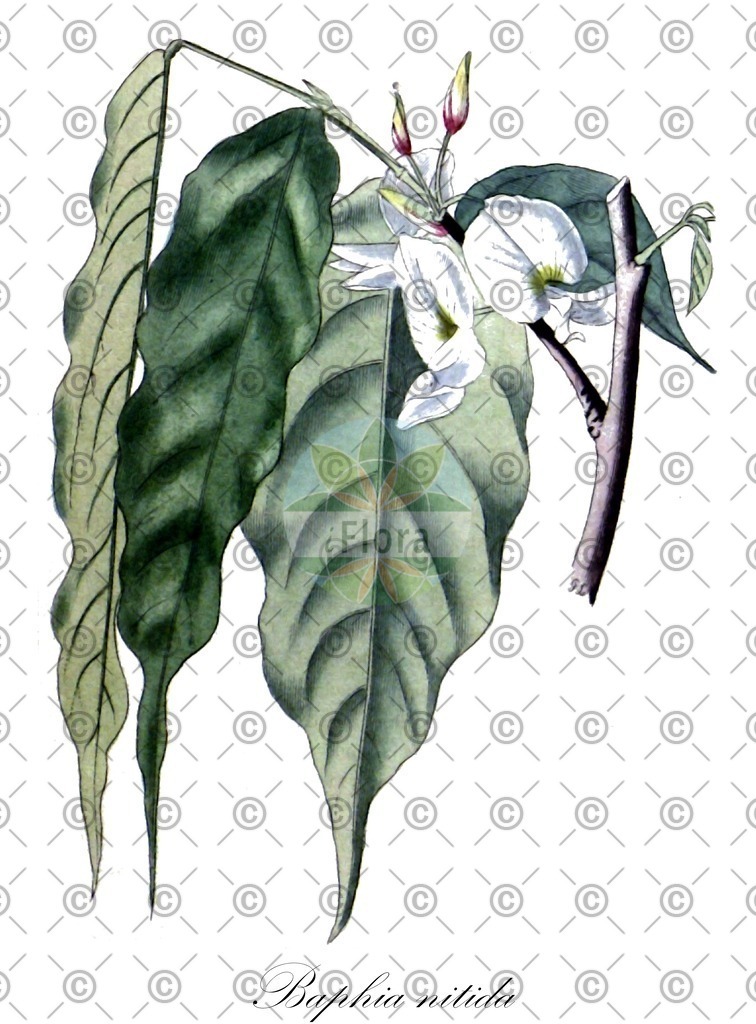 HistAbb_wfo-0000178782_1_ENZY_Simple | Historische Abbildung von Baphia nitida - Fabaceae | Historical Illustration of Baphia nitida - Fabaceae