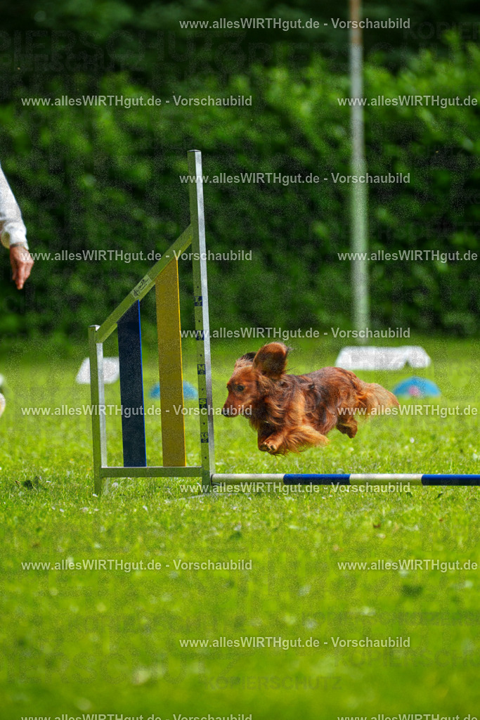 @allesWIRTHgut_Tierfotografie - www.allesWIRTHgut.de - 090731-7R506537 | Professionelle Tierfotografie in Mönchengladbach von Daniel Wirth (allesWIRTHgut). Liebevolle & natürliche Bilder von Hunden & Katzen für unvergessliche Erinnerungen.