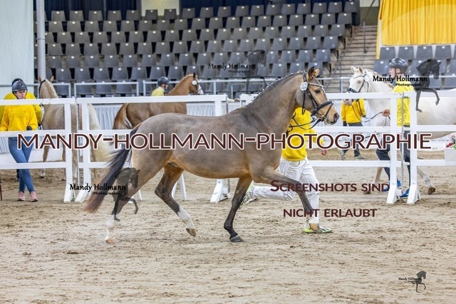 53 (13) | mandyhollmannphotographie