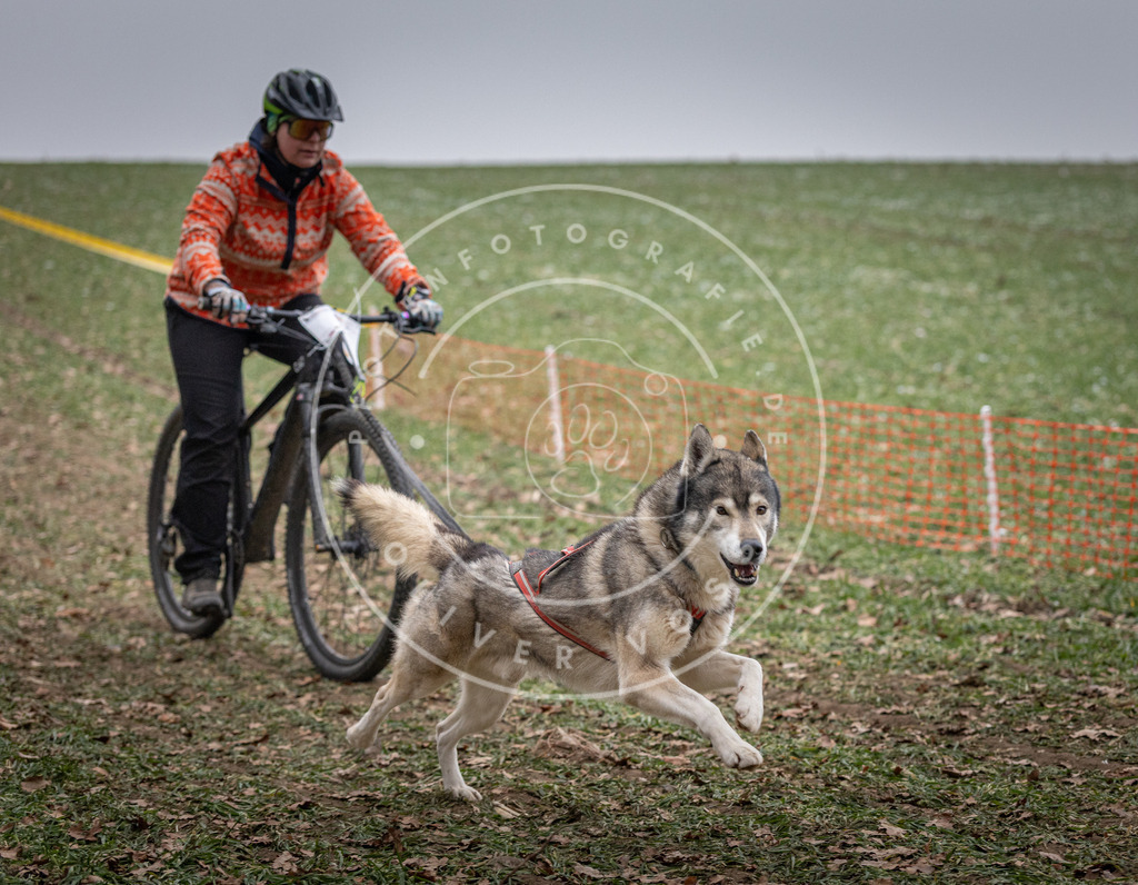 Pfotenfotografie_DV3A1260 | Hundefotografie, Tierfotograf, Pfotenfotografie, Fotoshooting Hund, Hunde Portrait, Hundesport, Hundeportraits, Heideshooting, Hunde, Sportfotograf, Hundefotograf, Turnierhundsport, THS,  - Realisiert mit Pictrs.com