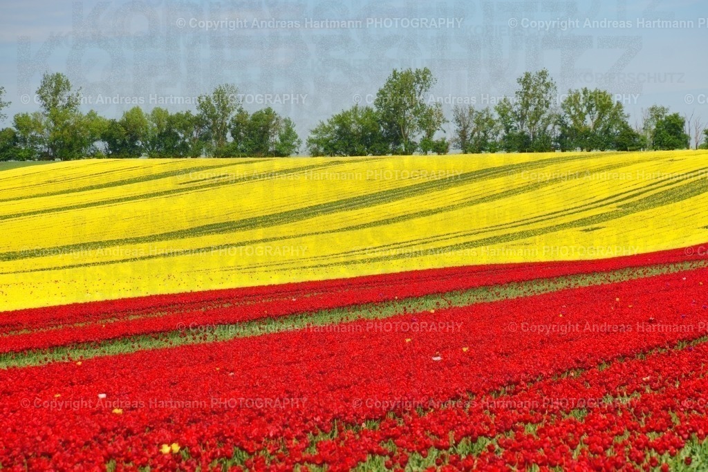 Tulpenfelder Schwaneberg | Tulpenfelder Schwaneberg - Realisiert mit Pictrs.com