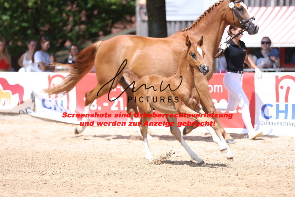 Fohlenschau_Schwäbisch_Hall_springbetonte_Fohlen_KN 22_14 | lmwpictures - Realisiert mit Pictrs.com