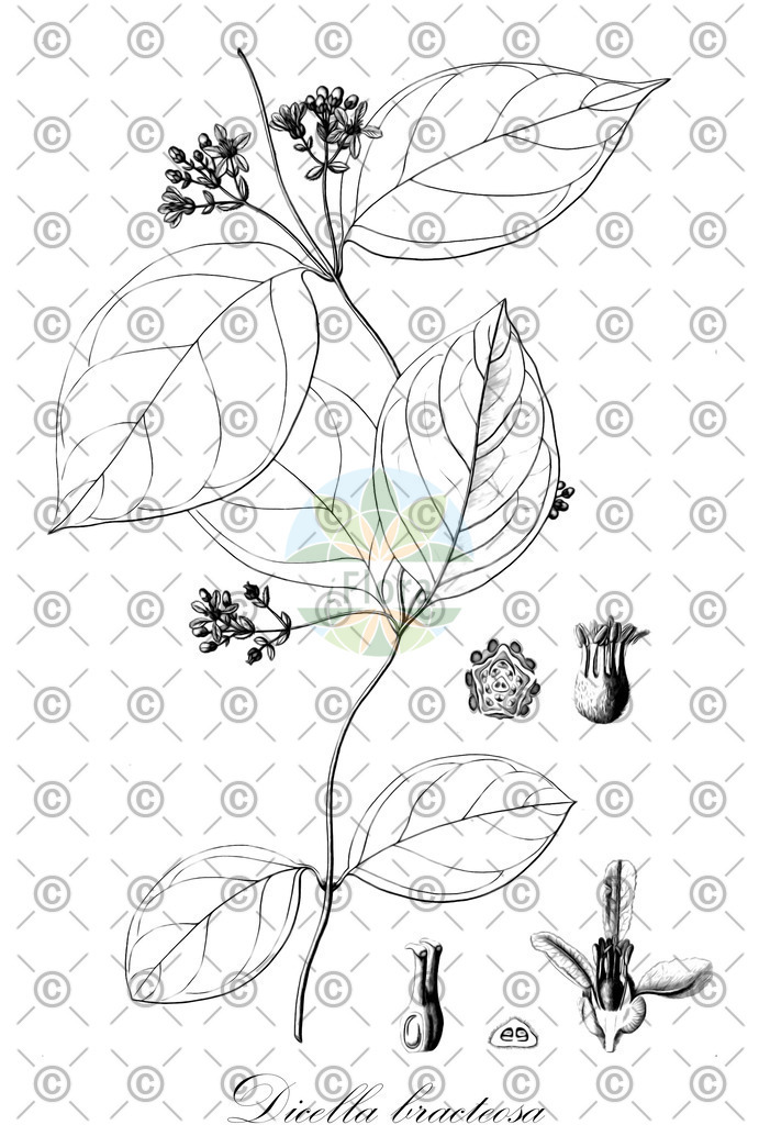 HistAbb_EMP_93398_2_SIMPLE | Historische Abbildung von Dicella bracteosa - Malpighiaceae | Historical Illustration of Dicella bracteosa - Malpighiaceae