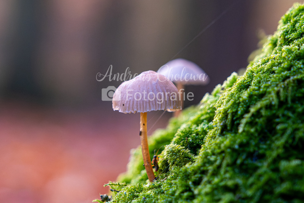 Weißer Schirmling auf grünem Moos | Der Onlineshop für malerische Fotografien aus dem Landkreis Vechta✅ Premium Druck auf Leinwand✅ Acryl✅ oder Alu-Dibond✅➤Jetzt Bestellen! - Realisiert mit Pictrs.com