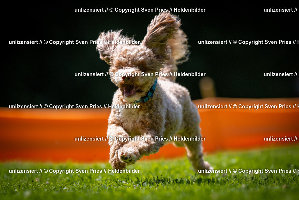 Sven Pries | 2025-08-10 - Hunderennen Durlach - Realisiert mit Pictrs.com