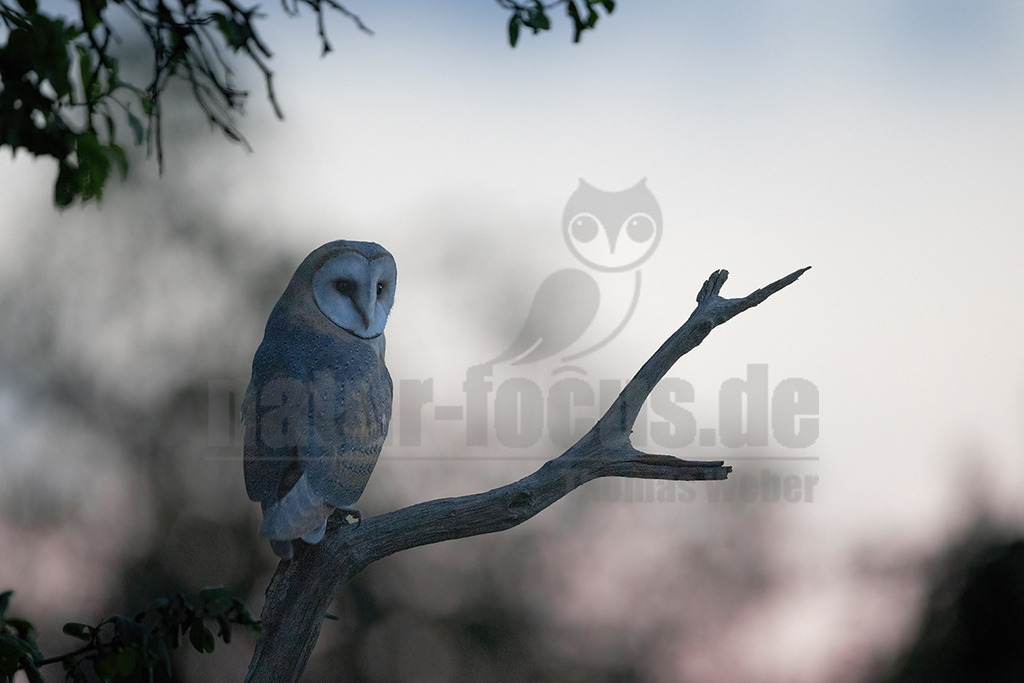 R6NF6002_20240713 | Die Schleiereule ist eine helle, langbeinige Eule ohne Federohren. Charakteristisch für die Schleiereule ist der herzförmige Gesichtsschleier und die relativ kleinen schwarzen Augen. Ihre Unterseite ist weiß bis gelbbraun mit Tropfenflecken, der Schnabel weißrosa, gelblich bis grauweiß. - Realisiert mit Pictrs.com