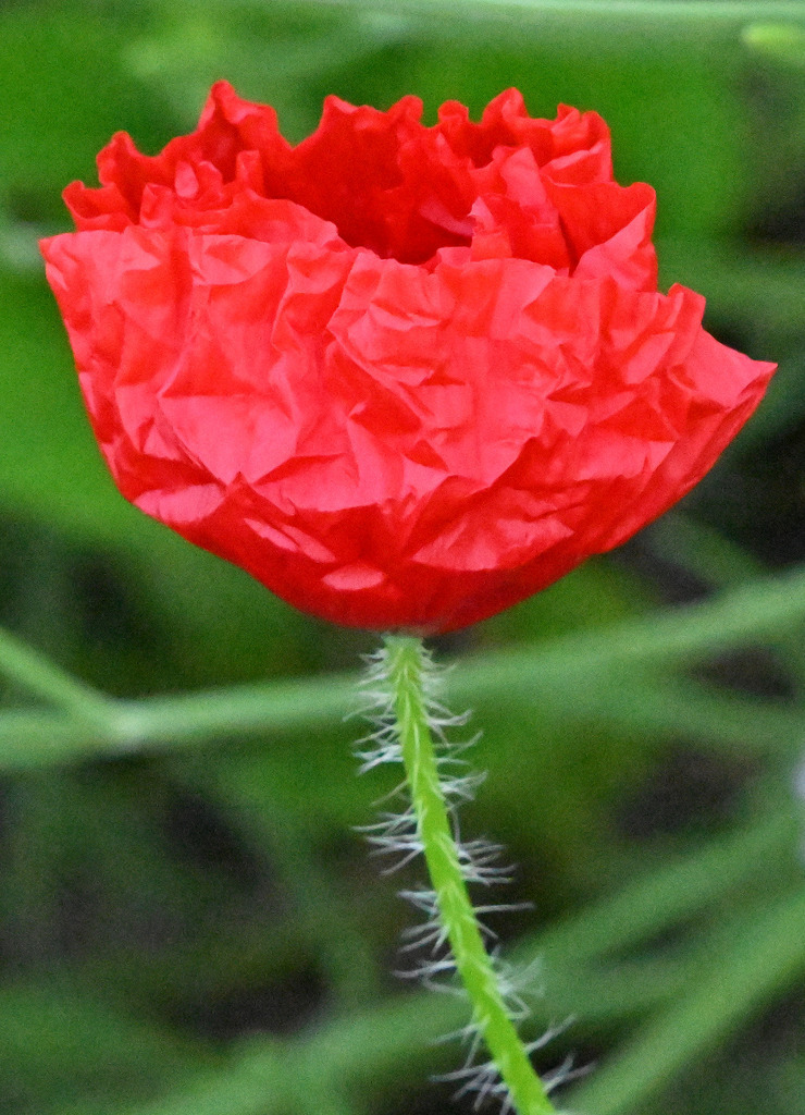 Klatschmohn03h-9 | lucisnaturbilder - Realisiert mit Pictrs.com