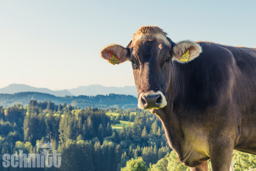PS-Tiere-2026-58 | Entdecke die größte Bildgalerie der Region mit Fotografien aus dem Allgäu, der Bodenseeregion, Oberschwaben, dem Donautal und der Schwäbischen Alb. Landschaften, Luftaufnahmen und Reisefotografie als Wandbild und Fotokunst. - Realisiert mit Pictrs.com