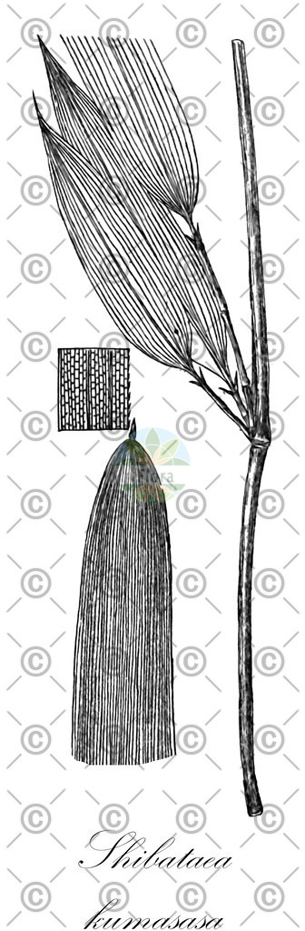 HistAbb_wfo-0000806468_1_ENZY_Simple | Historische Abbildung von Shibataea kumasasa - Poaceae | Historical Illustration of Shibataea kumasasa - Poaceae