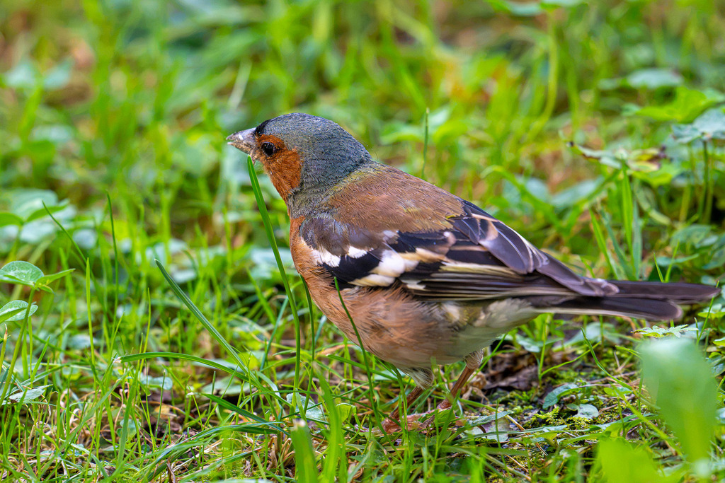 Farbenprächtiger Gartengast: Ein Buchfink auf Nahrungssuche | Ein zauberhafter Nahmoment in der Natur: Ein prächtig gefärbtes Buchfinken-Männchen hüpft aufmerksam durch das saftige Grün einer Sommerwiese. Mit seiner blaugrauen Kopfkappe, der rostartig roten Brust und den charakteristischen weißen Flugflügelbändern zieht der kleine Singvogel alle Blicke auf sich. Neugierig sucht er am Boden nach Samen und kleinen Insekten. Ein friedliches Detailportrait, das die zeitlose Schönheit der heimischen Vogelwelt und die leisen Wundermomente vor unserer Haustür einfängt. - Realisiert mit Pictrs.com