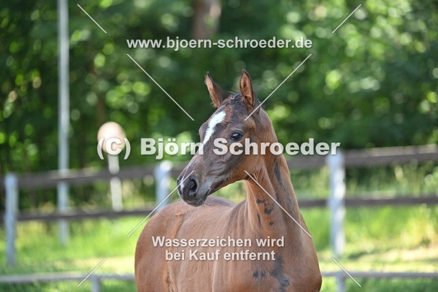 18_Christ - Quaterman_758_8767 | Björn Schroeder Pferdefotografie