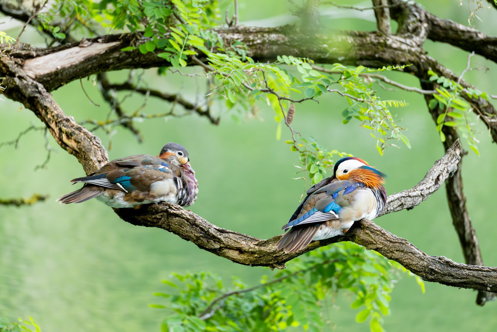 Die Mandarinente | Die Mandarinente ist eine Art aus der Familie der Entenvögel, die ursprünglich in Ostasien beheimatet ist. Ihr natürliches Verbreitungsgebiet erstreckt sich über Teile Nordostchinas, das Amurgebiet und Japan.
In Europa ist die Mandarinente keine einheimische Art. Sie wurde bereits im 18. Jahrhundert als Ziervogel eingeführt und primär in Parkanlagen gehalten. Die heute in vielen europäischen Ländern, darunter Großbritannien, Deutschland und den Niederlanden, freilebenden Populationen gehen auf entflogene Vögel aus Gefangenschaftshaltung zurück. Diese als Neozoen bezeichneten Populationen haben sich erfolgreich etabliert und sind aufgrund ihrer Kälteunempfindlichkeit und Ortstreue vielerorts ganzjährig zu beobachten. - Realisiert mit Pictrs.com