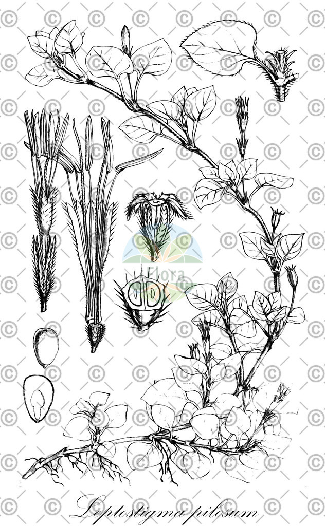 HistAbb_wfo-1000018810_2_ENZY_Simple | Historische Abbildung von Leptostigma pilosum - Rubiaceae | Historical Illustration of Leptostigma pilosum - Rubiaceae