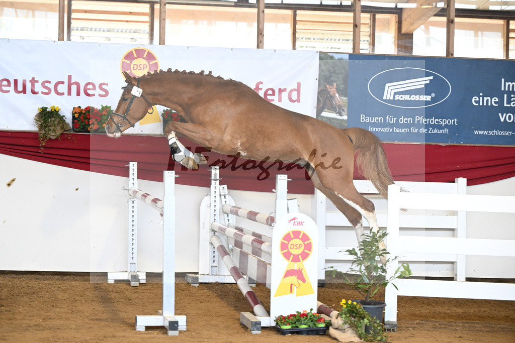 Kat-Nr. 41 Kassandor H v. Kassander vant Roosakker_Stuber_16251118 | hf-fotografie - Realisiert mit Pictrs.com