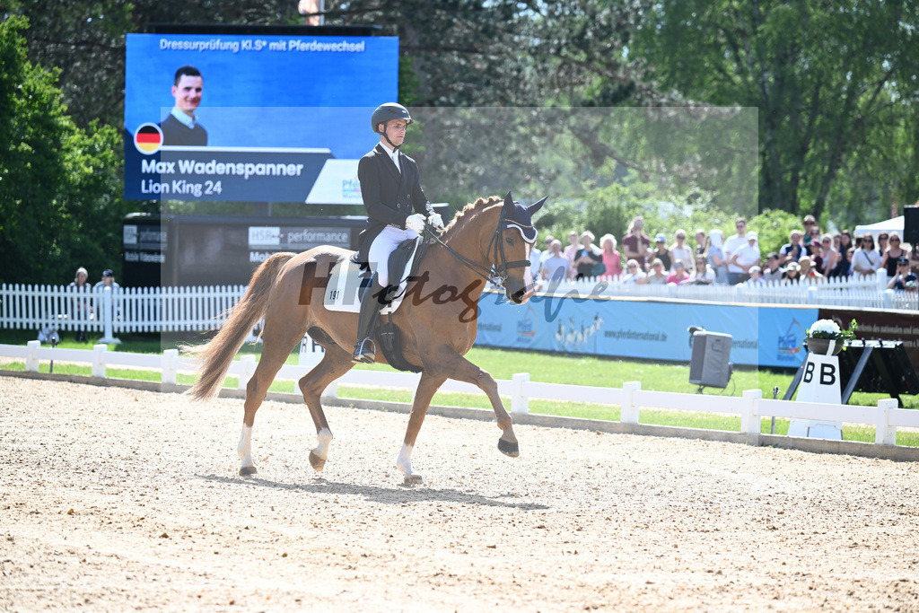 Wadenspanner_Lion King_12244681 | hf-fotografie - Realisiert mit Pictrs.com