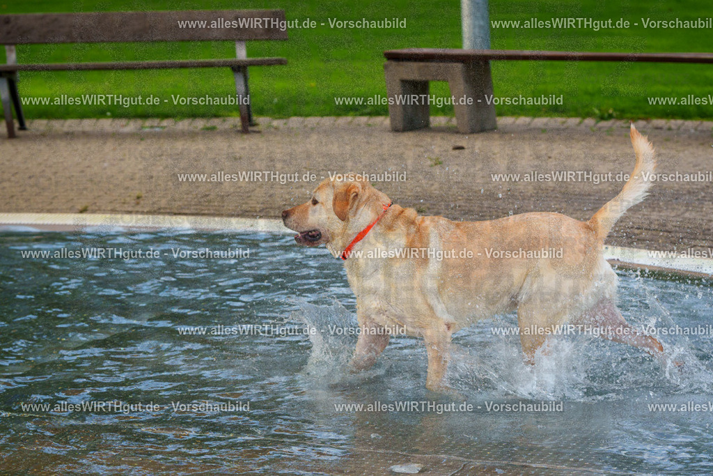 Hundeschwimmen_Grefrath_2026-allesWIRTHgut_Tierfotografie-09_20-FAY07539 | Professionelle Tierfotografie in Mönchengladbach von Daniel Wirth (allesWIRTHgut). Liebevolle & natürliche Bilder von Hunden & Katzen für unvergessliche Erinnerungen.