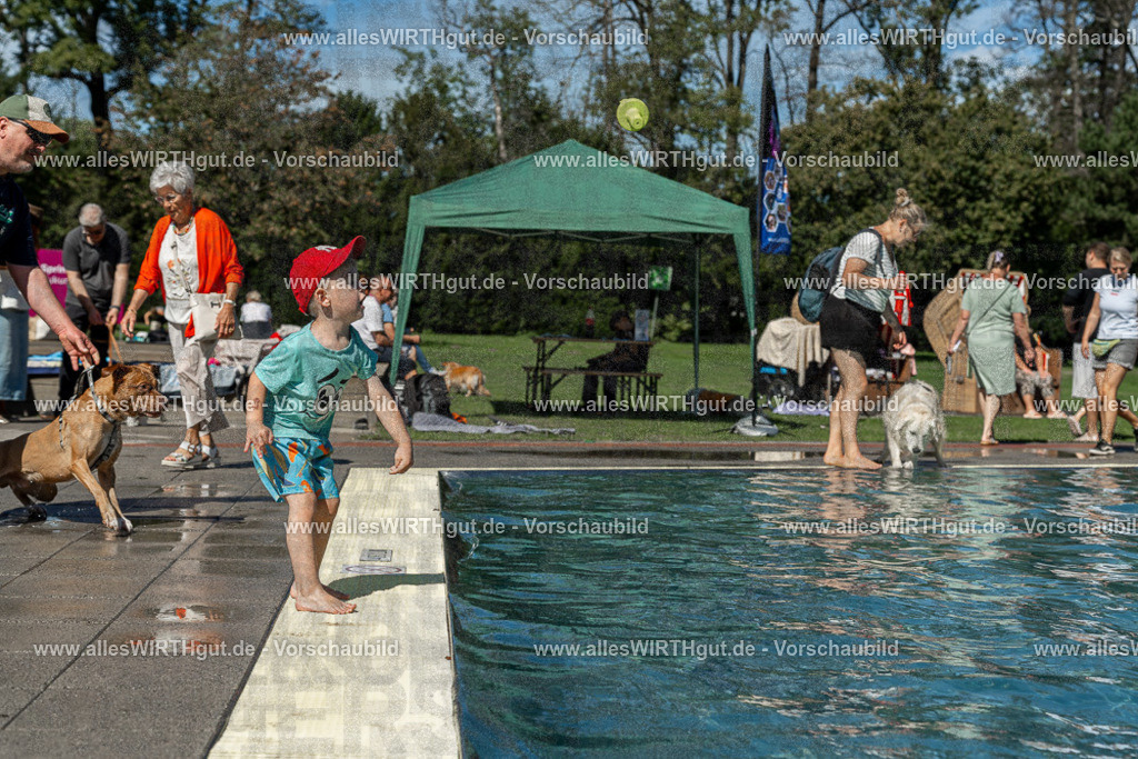 Hundeschwimmen_Volksbad_2026-allesWIRTHgut_Tierfotografie-2609061255-120551-7R500312 | Professionelle Tierfotografie in Mönchengladbach von Daniel Wirth (allesWIRTHgut). Liebevolle & natürliche Bilder von Hunden & Katzen für unvergessliche Erinnerungen.