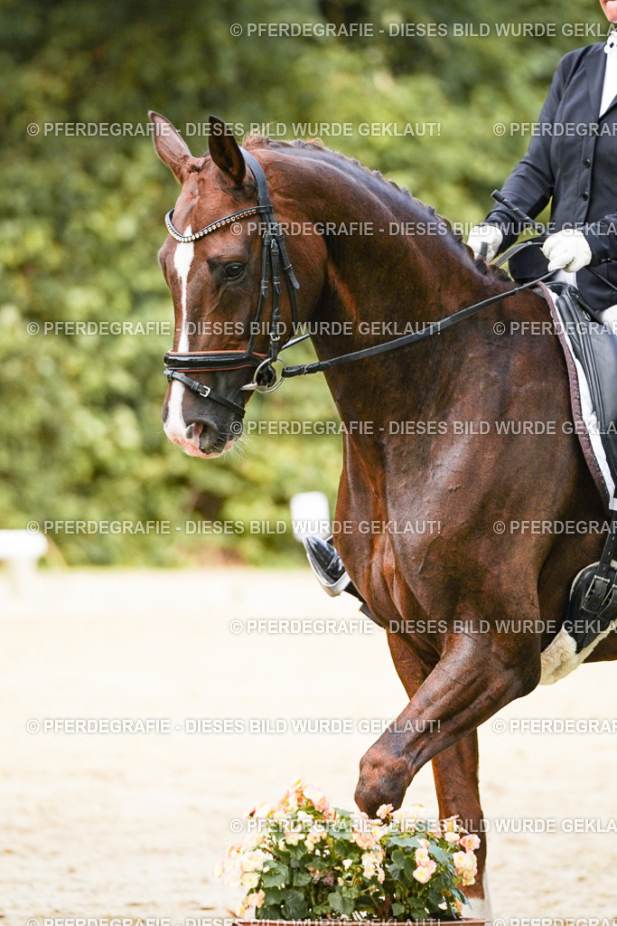 DSC02548 | Pferdegrafie