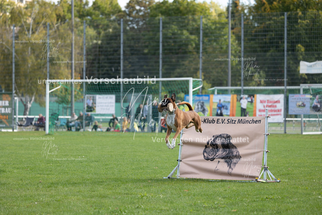 _16A5647 | Einzigartige Fotos von Hunden & Menschen –Actionfotos, Portraits, Vereinsaufnahmen & Paarshootings – authentisch, lebendig & mit Herz.
