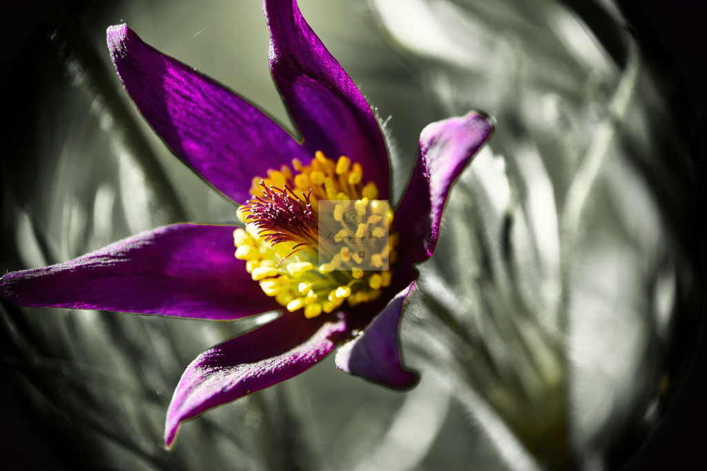 Makro - floral (10) | Buche Fotoshootings und entdecke hochwertige Fotoprodukte bei Mathias Ku Photos. Personalisiert, kreativ & mit Liebe zum Detail. Jetzt informieren! - Realisiert mit Pictrs.com