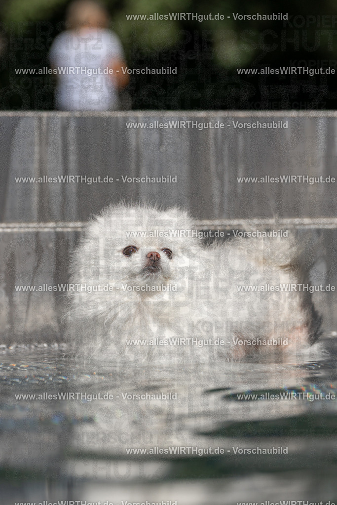 Hundeschwimmen_Volksbad_2026-allesWIRTHgut_Tierfotografie-2609061253-FAY06597 | Professionelle Tierfotografie in Mönchengladbach von Daniel Wirth (allesWIRTHgut). Liebevolle & natürliche Bilder von Hunden & Katzen für unvergessliche Erinnerungen.