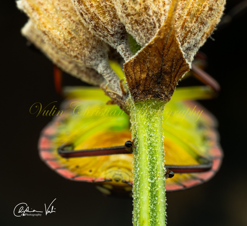 K 14 | Christian Vulin  - Realisiert mit Pictrs.com