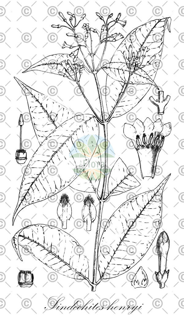 HistAbb_wfo-0001245744_1_ENZY_Simple | Historische Abbildung von Sindechites henryi - Apocynaceae | Historical Illustration of Sindechites henryi - Apocynaceae