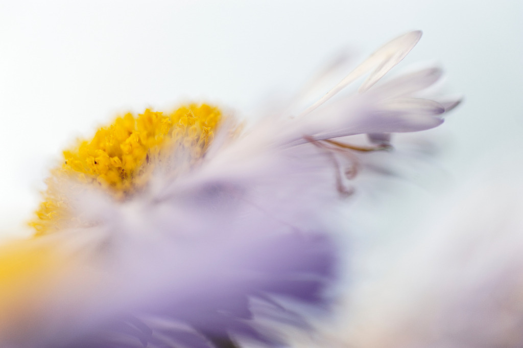 Detail der Aster Blume | Rohrbrunn, Austria - June 23, 2011: Detail der Aster Blume. - Realisiert mit Pictrs.com