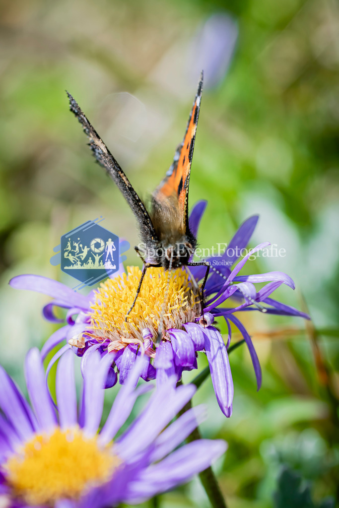 IMAG0859 | SportEventFotografie - Roman Stoiber