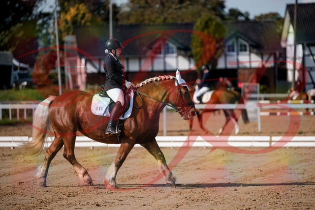 2026_10_03_Siefer-Hof_114134_Z63_22514507 | Professionelle Reitsport-, Turnier- und Eventfotografie von Robert Broda. Galerien mit ausgewählten und bearbeiteten Bildern direkt online ansehen und bestellen.
