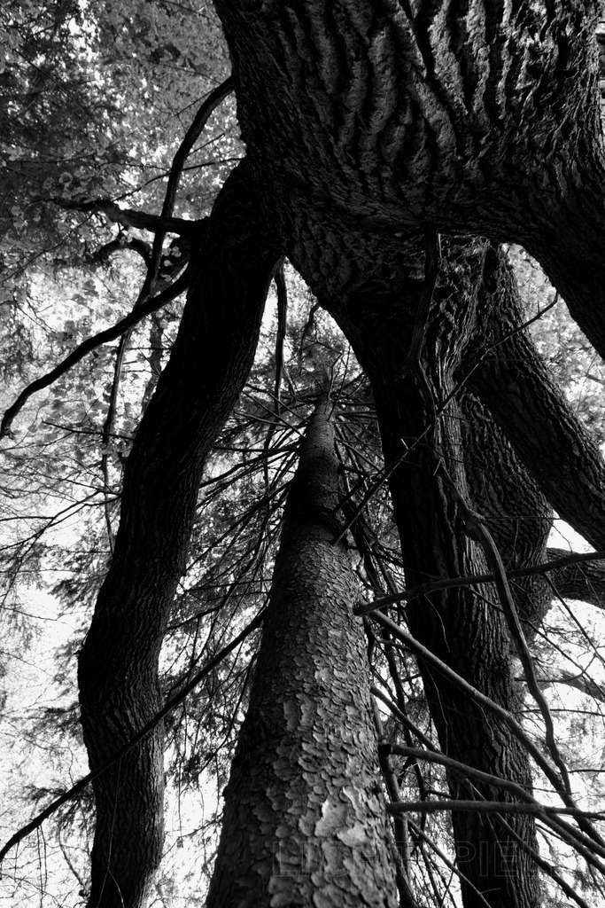 Umarmend | Ein Baum, der einen anderen Baum mit seinen Zweigen "umarmt" - Realisiert mit Pictrs.com
