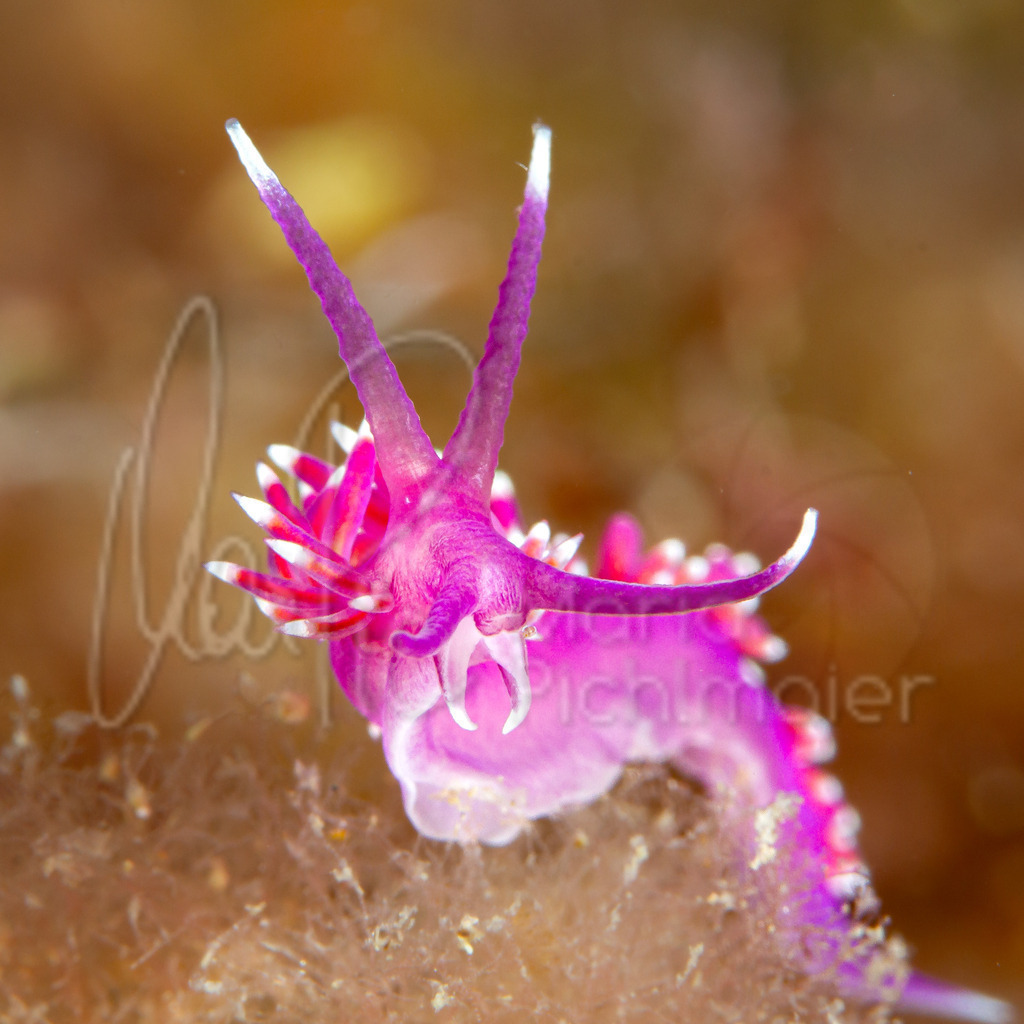 Edmunsella pedata | nudibranch / Nacktschnecke / nudibranquio - Realisiert mit Pictrs.com