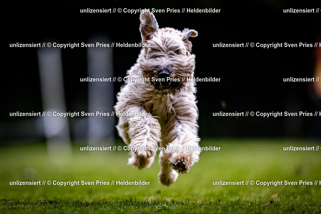 Sven Pries | 2025-10-03 - Hunderennen Obergrombach - Realisiert mit Pictrs.com