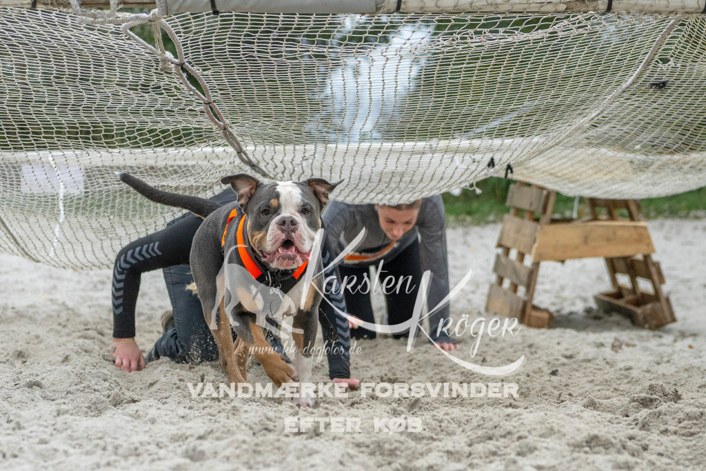 1101_ZZ95153 | kk-dogfotos