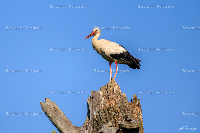 R62_5065_LGO | Berwanger Fotografie | Verschönern Sie Ihr Zuhause mit Natur-, Tier,- oder Stadtmotiven. Auf Leinwand, als Foto und vielen mehr! - Realisiert mit Pictrs.com